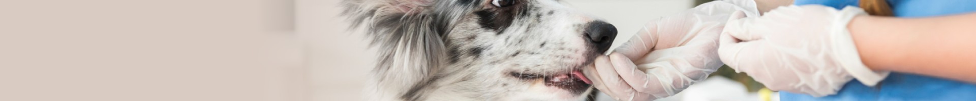 Banner da página Pets